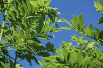 Obraz premium Fresh green tree leaves with bright blue sky background in nature