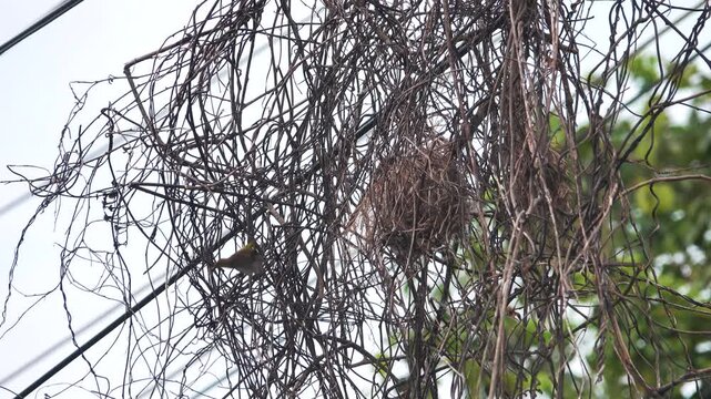 Nidology. The Olive-backed Sunbird, garden sunbird (Cinnyris jugularis) builds a spherical nest in a tangle of liana dry branches and electric wires (there is no difference for bird). Borneo Island