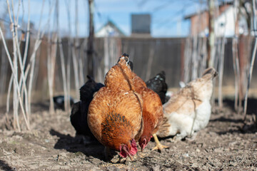 Chickens of various colors walk around the garden and peck at the grains.
