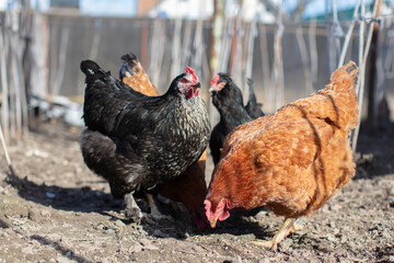 Domestic chickens walk around the yard and peck at grain.