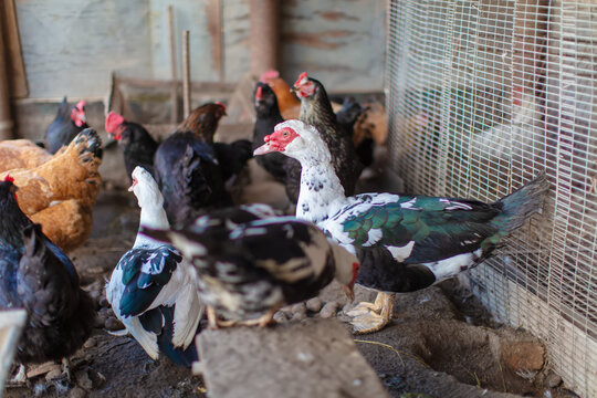 Chickens and Muscovy ducks in a poultry house on a farm.