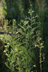 Wild Green Plant Stems Growing in Natural Sunlight Outdoors