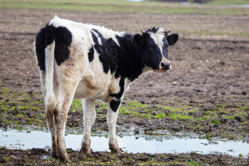A black and white dirty cow stands in a field near a puddle.