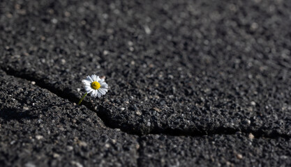 A daisy grows out of a crack in the asphalt.