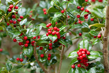 シナヒイラギの実