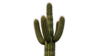 Saguaro cactus plant isolated PNG with Transparent Background