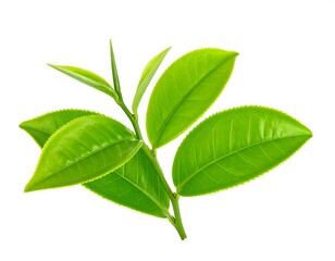 Fototapeta premium Fresh tea leaves