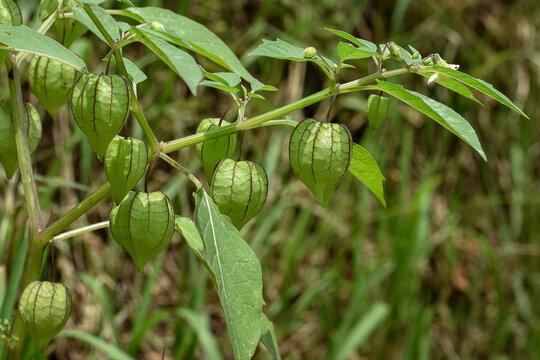 Fruit ciplukan (Physialis Angulat) is a traditional herbal medicine ingredient, a wild plant that is useful