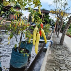 Fototapeta premium red chili pepper grows on green branch, plantation of vegetables in polibag