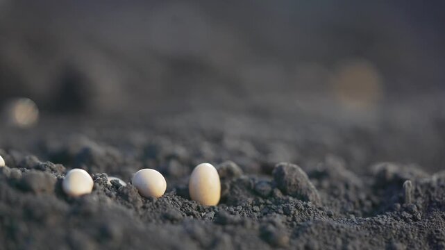 Planting soybean seed into soil hand sowing small round soybean seed into dark crumbly soil row showing seed spacing and soil texture for germination and crop in agriculture and farm practice