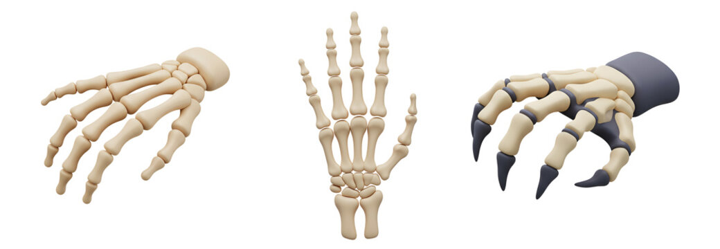 Discover detailed anatomical hand bone structures and a menacing claw for creative projects with transparent background