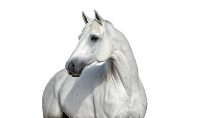 Obraz premium A striking close-up of a magnificent gray horse, showcasing its detailed musculature and elegant profile against a plain white backdrop.