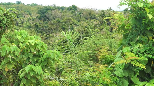 Dry mountain equatorial rain forest on the north-west coast of Borneo island of South China Sea, stretch of hilly country. The dominance of vines