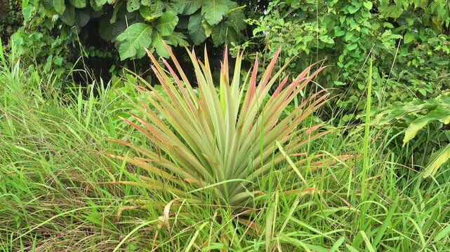 Probably pita plant, aloe Agave bovicornuta mountain forest on the north-west coast of Borneo island