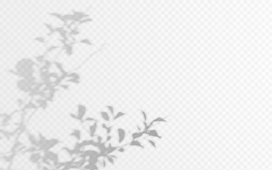 Shadow overlay from a plant branch isolated on a transparent background.
