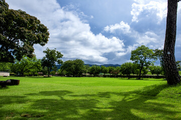 The beautiful forest and tree background blue sky.