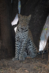 Male leopard sits facing camera under tree