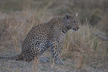Male leopard sits in grass staring ahead