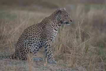 Male leopard sits in grass scanning ahead