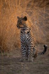 Male leopard sits staring by long grass