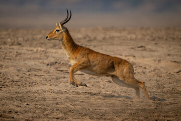 Male puku gallops across beach lifting forelegs