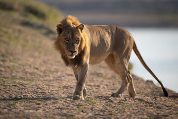 Male lion walks along beach turning head