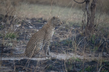 Male leopard sits staring among burnt grass