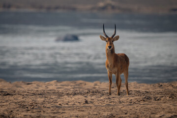 Male puku standing on beach facing camera