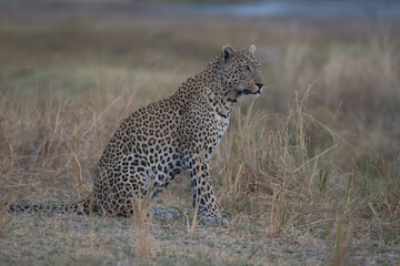 Male leopard sits turning head in grass