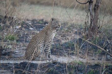 Male leopard sits staring in burnt grass