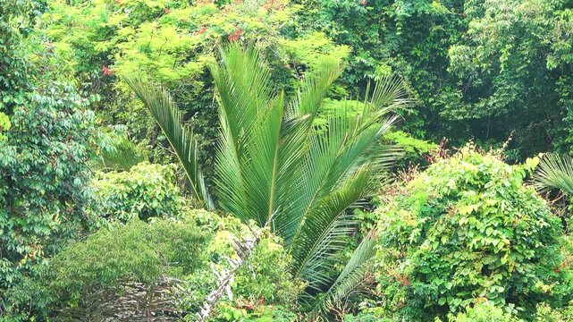 Dry mountain equatorial rain forest on the north-west coast of Borneo island of South China Sea, stretch of hilly country. The dominance of vines, sago palm Macrozamia riedlei in center