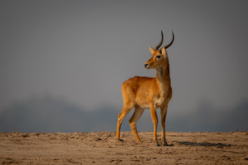 Male puku standing on sand turning head