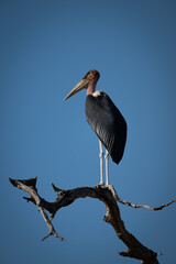 Marabou stork on dead tree in sunshine