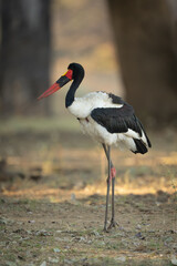 Male saddle-billed stork stands in shady clearing