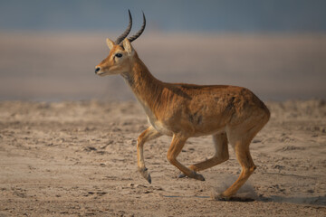 Male puku with catchlight runs across beach