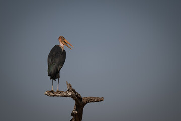 Marabou stork on dead tree turning head