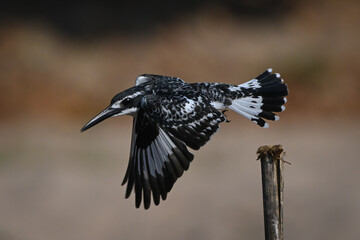 Pied kingfisher takes off from split post