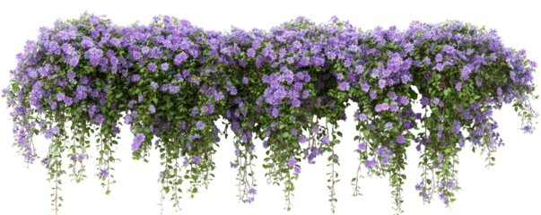 Purple flowering vines cascading down