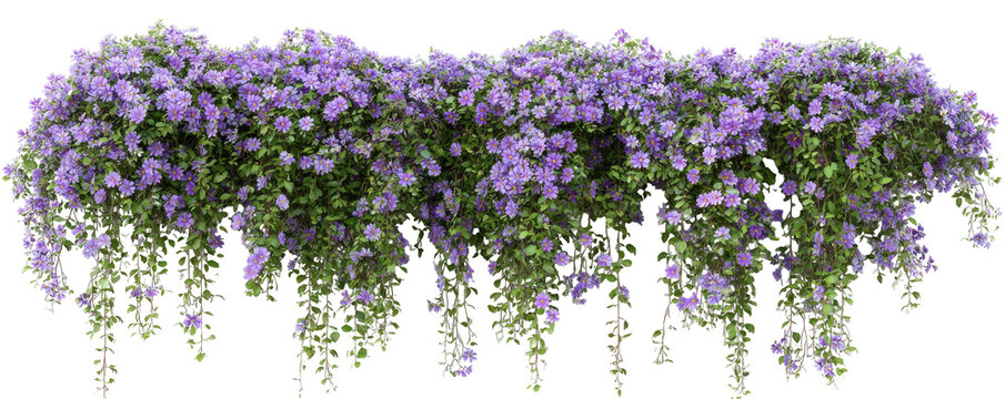 Fototapeta Purple flowering vines cascading down
