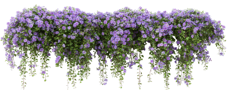 Purple flowering vines cascading down