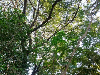 Green Canopy of Tall Trees in Sunlight