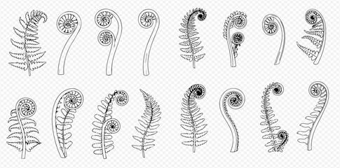 Collection of detailed line drawings illustrating various stages of fern frond development, showcasing fiddleheads and unfurling leaves.