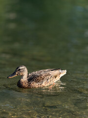 duck on the water