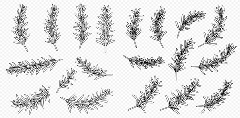 Collection of hand-drawn rosemary sprigs, various sizes and orientations, black line art on white.