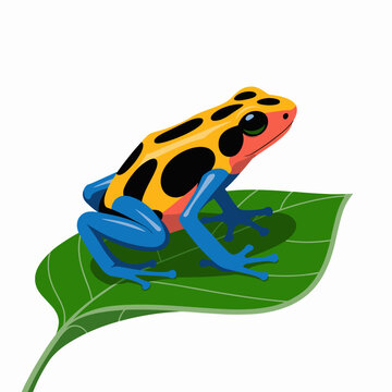 Colorful Poison Dart Frog on Leaf Illustration