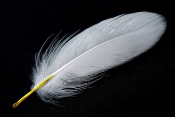 Obraz premium White down feather with golden quill isolated on black background, delicate soft texture and minimalist natural design for conceptual and decorative use