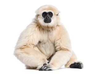 Obraz premium Cream-colored monkey sitting