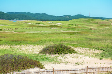 The curious sand dune and green field.