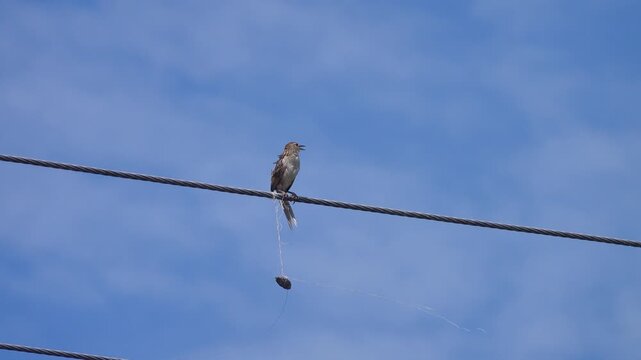 Barred ground dove (zebra-dove, Geopelia striata) on wire. Malaysia, Borneo