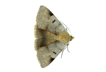 Minucia lunaris, the lunar double-stripe or brown underwing